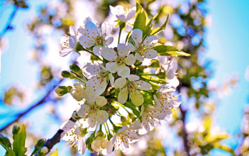 Картинка цветы сакура +вишня вишня бутон лепестки цветение ветка весна