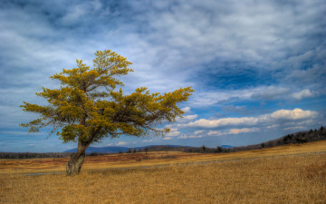 Картинка природа деревья поле пейзаж дерево облака трава небо