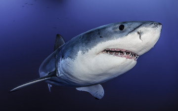 Картинка животные акулы подводный мир давиде море океан рыба акула