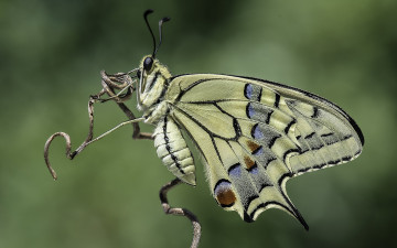 Картинка животные бабочки +мотыльки +моли бабочка фон насекомое природа