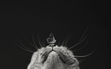 Картинка животные коты черный фон бабочка мотылек