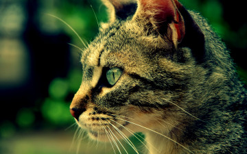 Картинка животные коты морда анфас