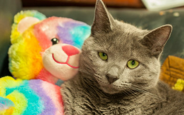 Картинка животные коты морда мишка игрушка
