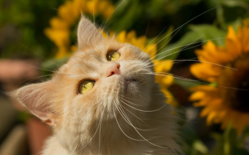 Картинка животные коты усы взгляд кот мордочка рыжий