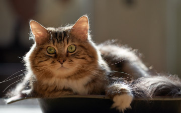 Картинка животные коты взгляд профиль