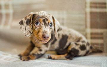 Картинка животные собаки такса щенок собака морда взгляд глаза
