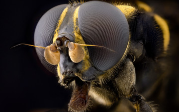 Картинка животные насекомые волосы летать насекомое макро глаз