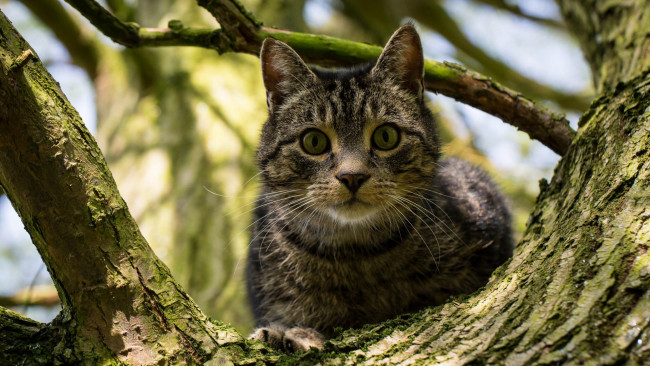 Обои картинки фото животные, коты, взгляд, дерево, морда