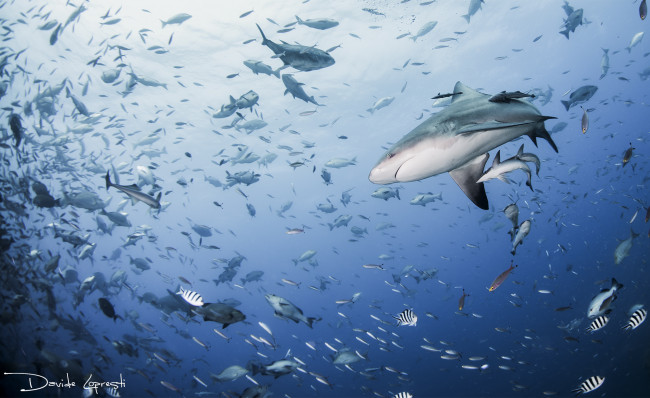 Обои картинки фото животные, разные вместе, акула, море, подводный, мир, акулы, океан, рыба