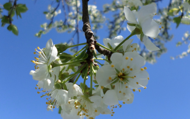 Обои картинки фото цветы, цветущие деревья ,  кустарники, цветение, слива, ветка, небо, весна