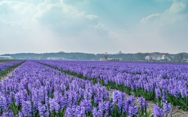 Обои картинки фото цветы, гиацинты, голландии, дом, поле