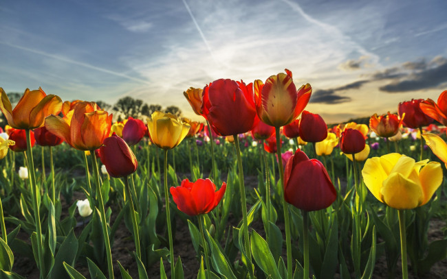 Обои картинки фото цветы, тюльпаны, небо, весна