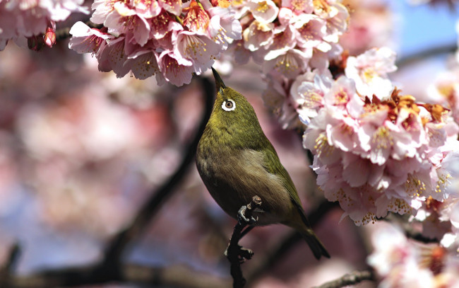 Обои картинки фото животные, белоглазки, белоглазый, птица, весна, ветка, цветы