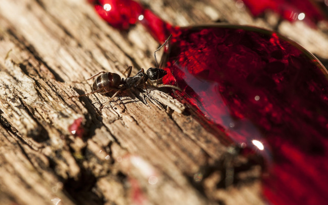 Обои картинки фото животные, муравьеды, макро, дерево, пить, муравей, капля, насекомое