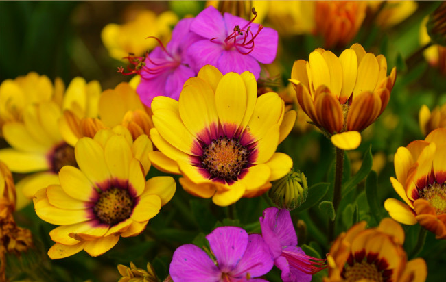 Обои картинки фото цветы, остеоспермумы, остеоспермум, весна