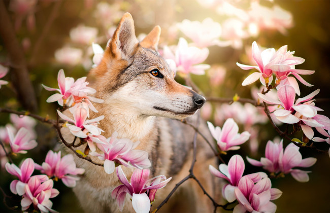 Обои картинки фото животные, собаки, ачебе, чехословацкий, влчак, волк, dackelpuppy, магнолия, весна, собака, ветки, цветы