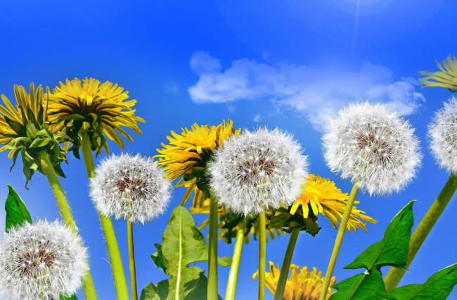 Обои картинки фото цветы, одуванчики, небо, весна, поле, солнце