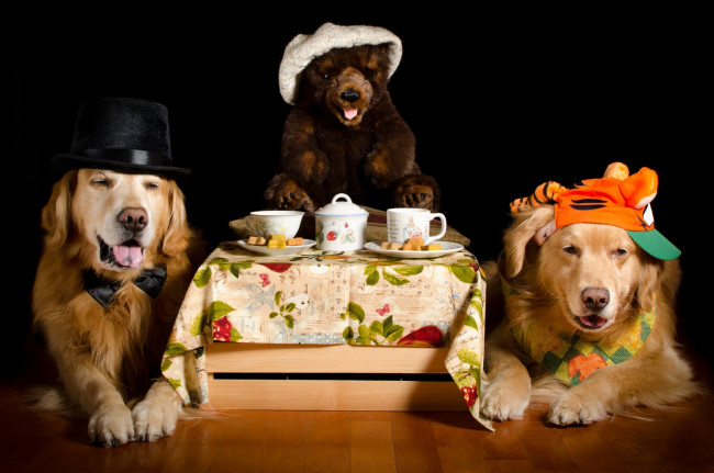 Обои картинки фото животные, собаки, бейсболка, шляпа, мишка, игрушка, бабочка, чашка