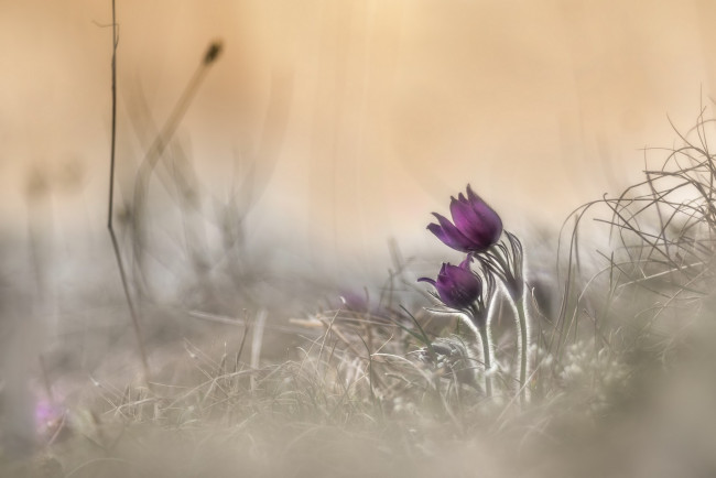 Обои картинки фото цветы, анемоны,  сон-трава, сон-трава, ветреница, весна, природа