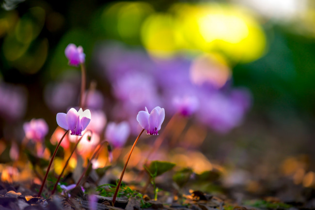 Обои картинки фото цветы, цикламены, боке, природа, весна