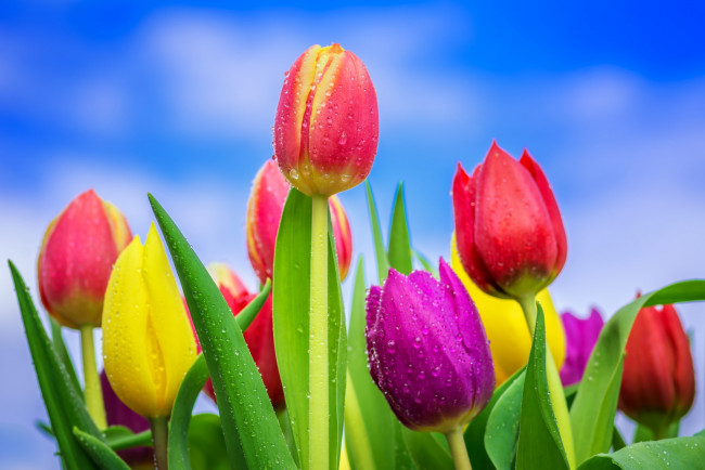 Обои картинки фото цветы, тюльпаны, весна, красочные, капли, бутоны, цветение, небо