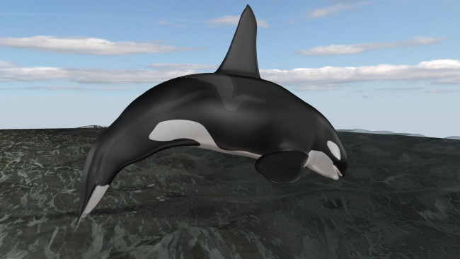 Обои картинки фото 3д графика, животные , animals, дельфин