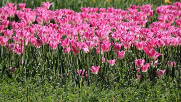 Картинка цветы тюльпаны клумба розовые много