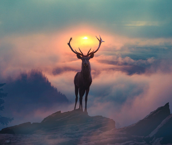 Обои картинки фото животные, олени, фотография, северный, олень, утро, туман