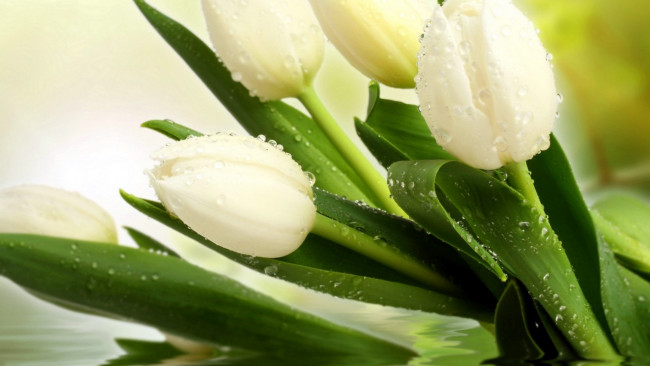 Обои картинки фото цветы, тюльпаны, бутоны, белые, капли