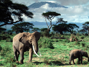 Картинка african elephants mount kilimanjaro africa животные слоны