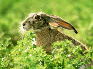 Картинка black tailed jackrabbit животные кролики зайцы