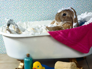 обоя bunny, bubble, bath, животные, кролики, зайцы