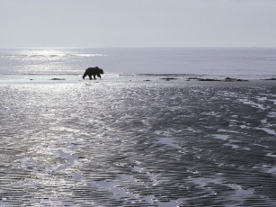 Картинка patrolling the mud flats brown bear alaska животные медведи