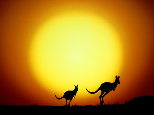 Картинка the kangaroo hop australia животные кенгуру