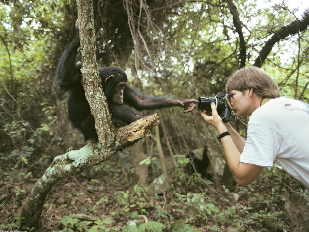 Обои картинки фото monkeying, around, животные, обезьяны
