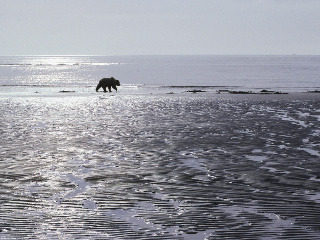 Обои картинки фото patrolling, the, mud, flats, brown, bear, alaska, животные, медведи