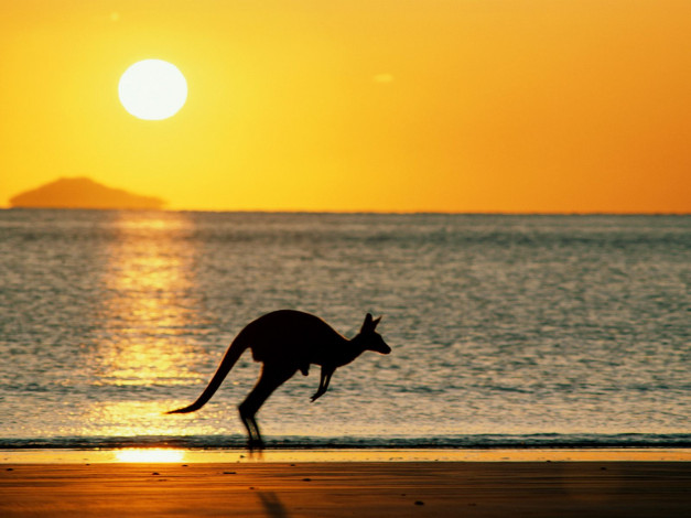Обои картинки фото taking, joey, home, australia, животные, кенгуру