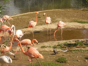 обоя московский, зоопарк, розовый, фламинго, животные