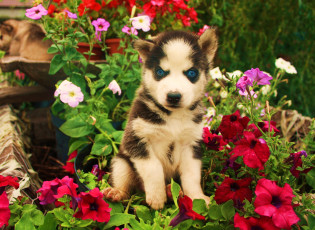 Картинка животные собаки петунии цветы хаски щенок