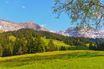 Картинка природа пейзажи switzerland деревья лес луг горы швейцария