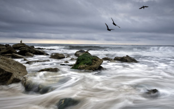 Картинка природа побережье море волны птицы пейзаж