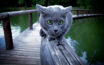 Картинка животные коты мостик