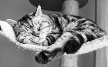 Картинка животные коты спящий кот