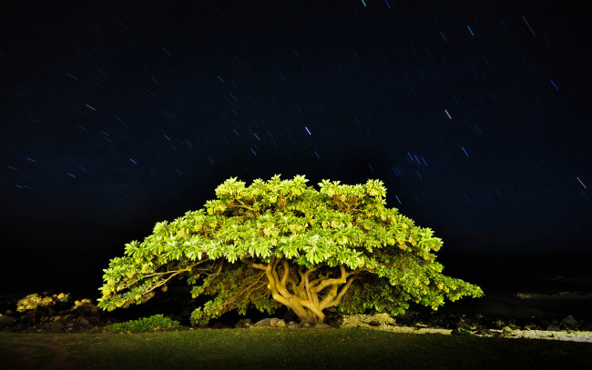 Обои картинки фото природа, деревья, ночь, небо, звезды, дерево