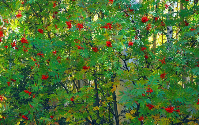 Обои картинки фото природа, Ягоды, рябина, листья, лето