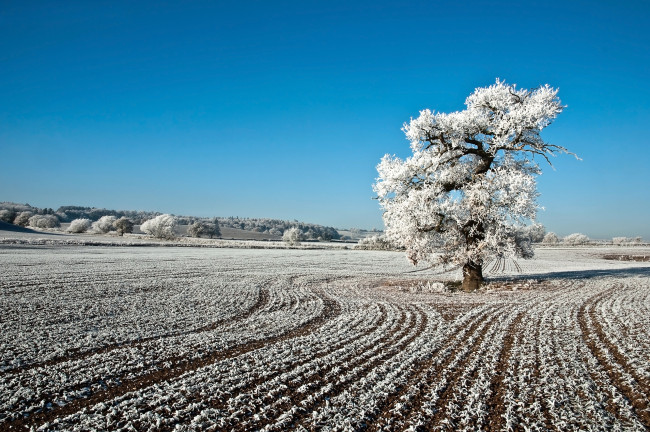 Обои картинки фото природа, зима, иней, дерево, поле