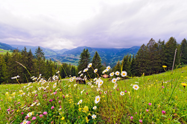 Обои картинки фото природа, луга, горы, луг, цветы, деревья, switzerland, швейцария