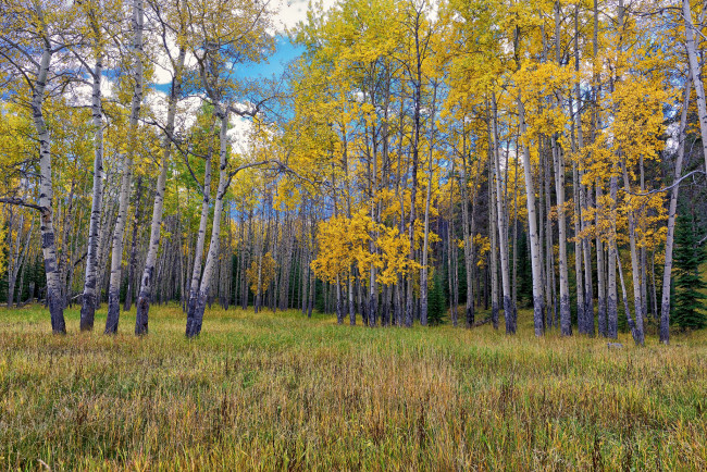 Обои картинки фото jasper, national, park, alberta, canada, природа, лес, берёзы, осень, роща, джаспер, альберта, канада