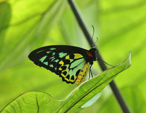 Картинка животные бабочки листик фон макро бабочка