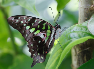 Картинка животные бабочки зелёные пятна крылья листик бабочка